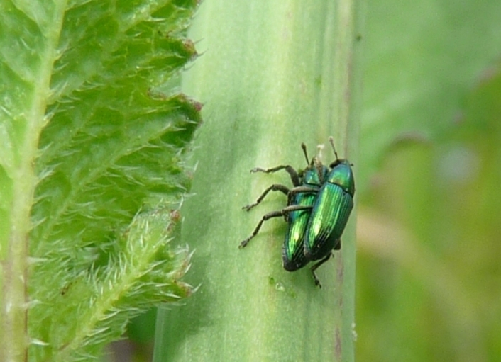 Piccoli curculionidae: Baris cuprirostris